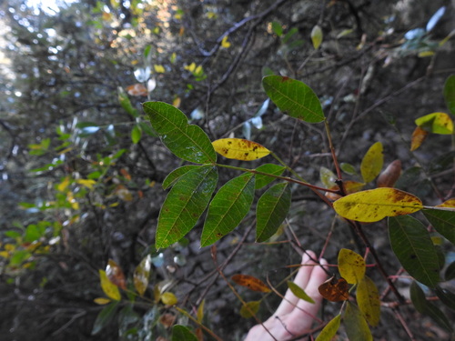 Pistacia × saportae (Pistacia × saportae)
