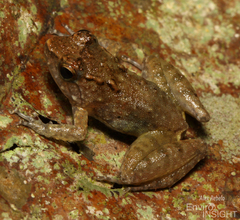 Tokba River Frog photo 4