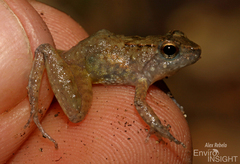 Tokba River Frog photo 3