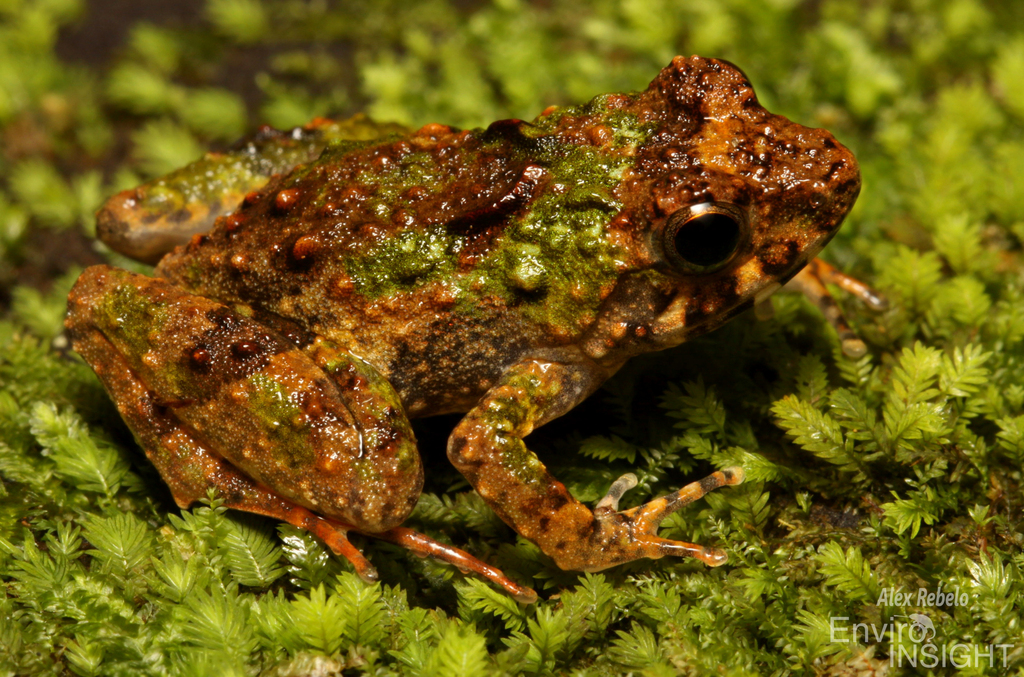 Chabanaud's River Frog