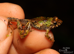 Chabanaud's River Frog photo 4