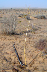 Ferula sinaica