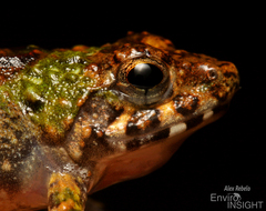 Chabanaud's River Frog photo 2
