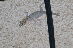 Ptyodactylus hasselquistii