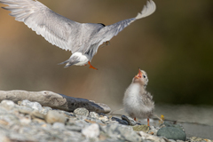 Black-Fronted Tern photo 3