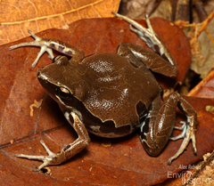 Long-Fingered Frog photo 3