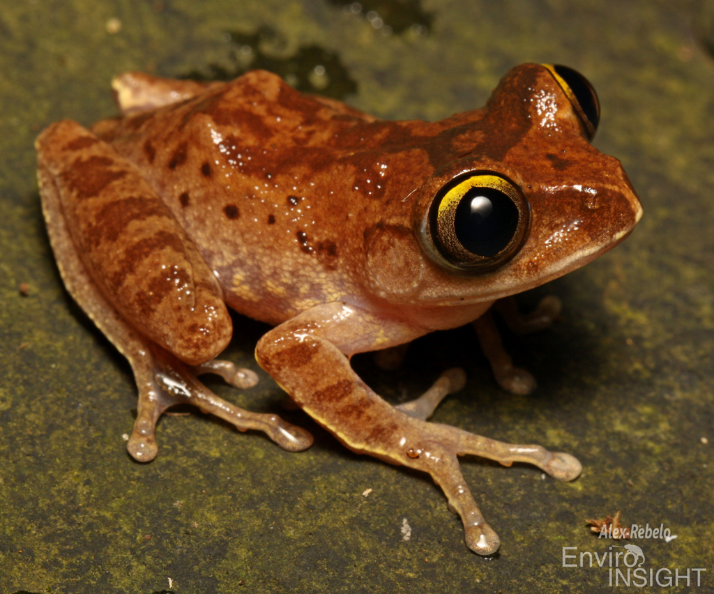Forest Treefrog