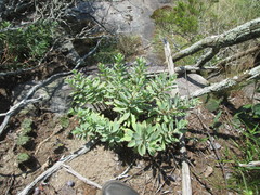 Hylotelephium telephioides