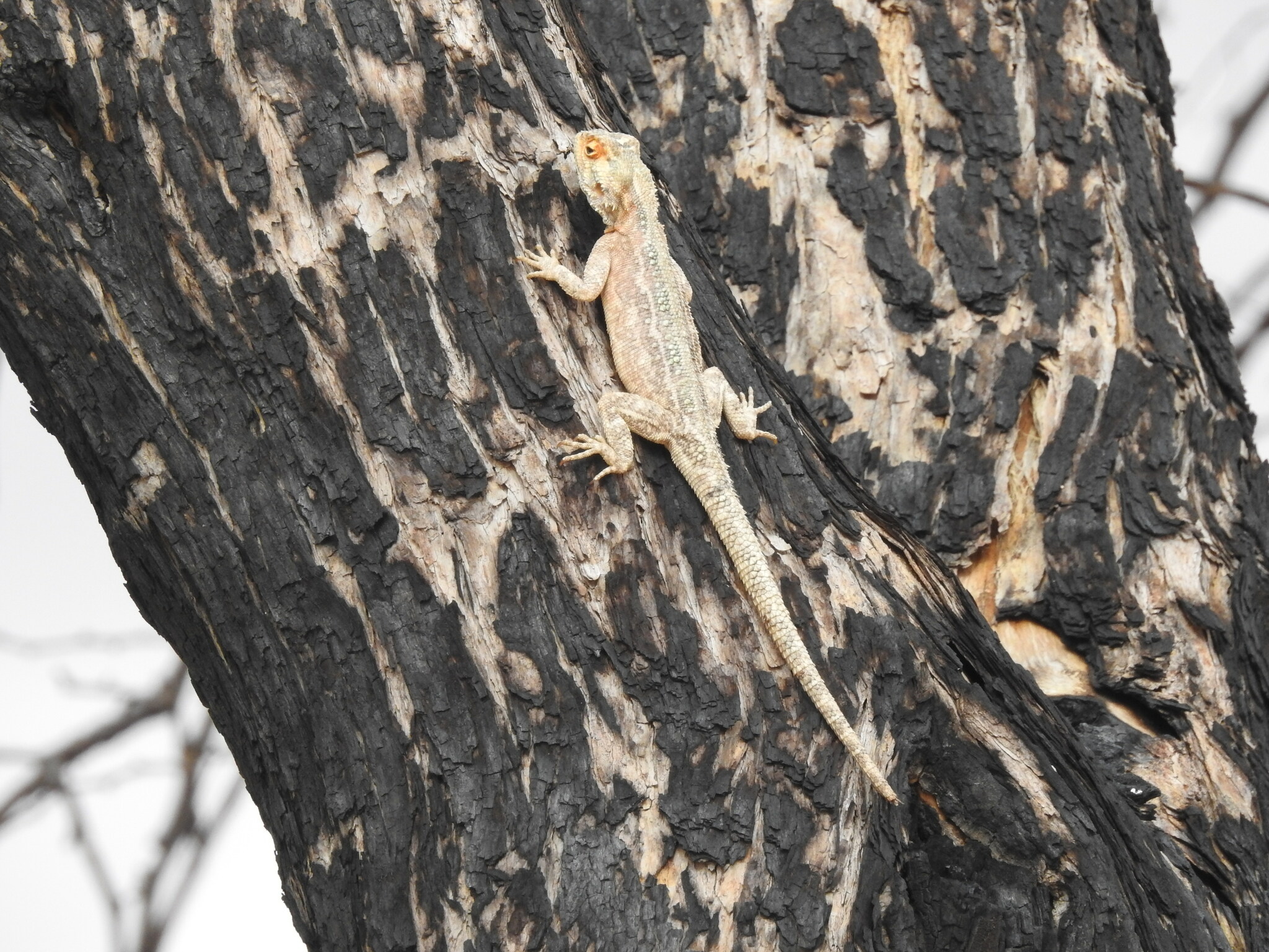 Agama aculeata Merrem, 1820