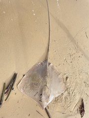 Brown Whipray photo 5