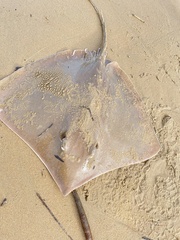 Brown Whipray photo 4