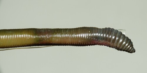 Aporrectodea dubiosa &middot; iNaturalist