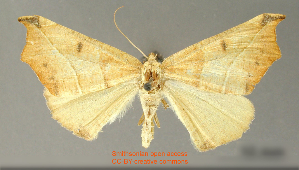 Tetracis erosinata