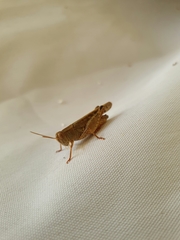 Locusta