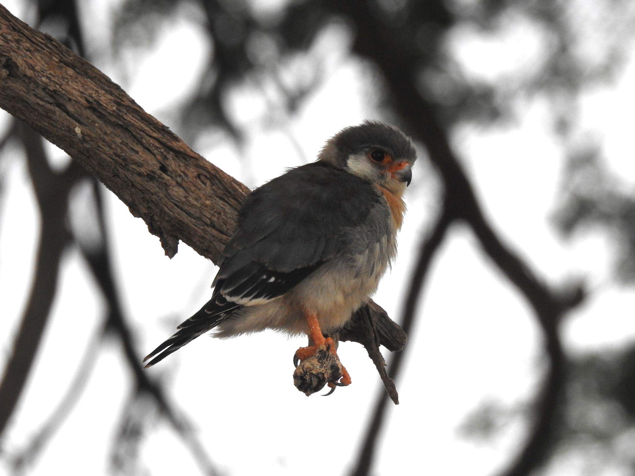 Pygmy Falcon (Polihierax semitorquatus), photo 7