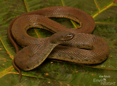 African Brown Water Snake photo 2