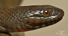 African Brown Water Snake photo 4