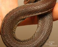 African Brown Water Snake photo 5