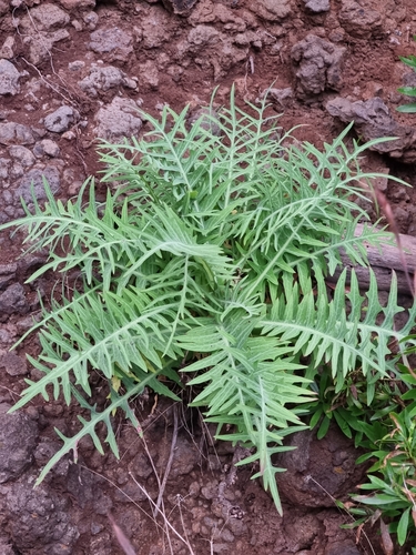 Sonchus ustulatus (Sonchus ustulatus)