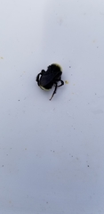 Bombus vosnesenskii