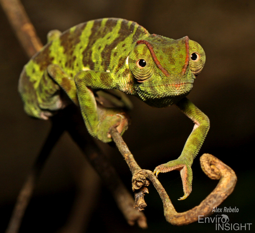 Graceful Chameleon