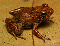 Puddle Frog photo 3