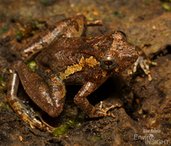 Allen's River Frog photo 3
