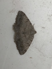 Digrammia ocellinata