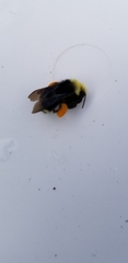 Bombus vosnesenskii