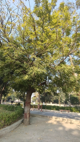 Foto de Neem