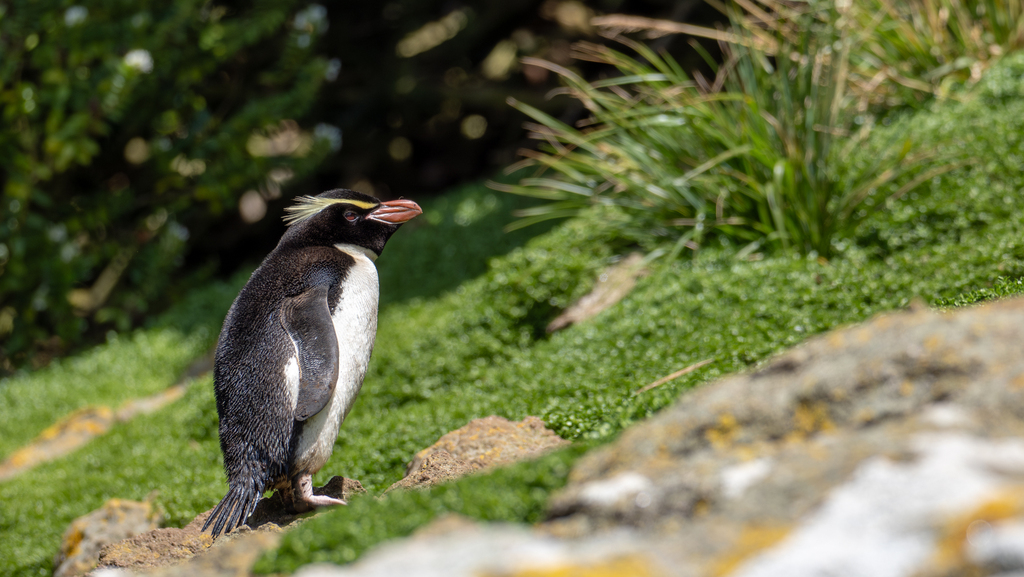 Snares penguin standing on a grassy slope, yellow crest and orange-brown bill visible