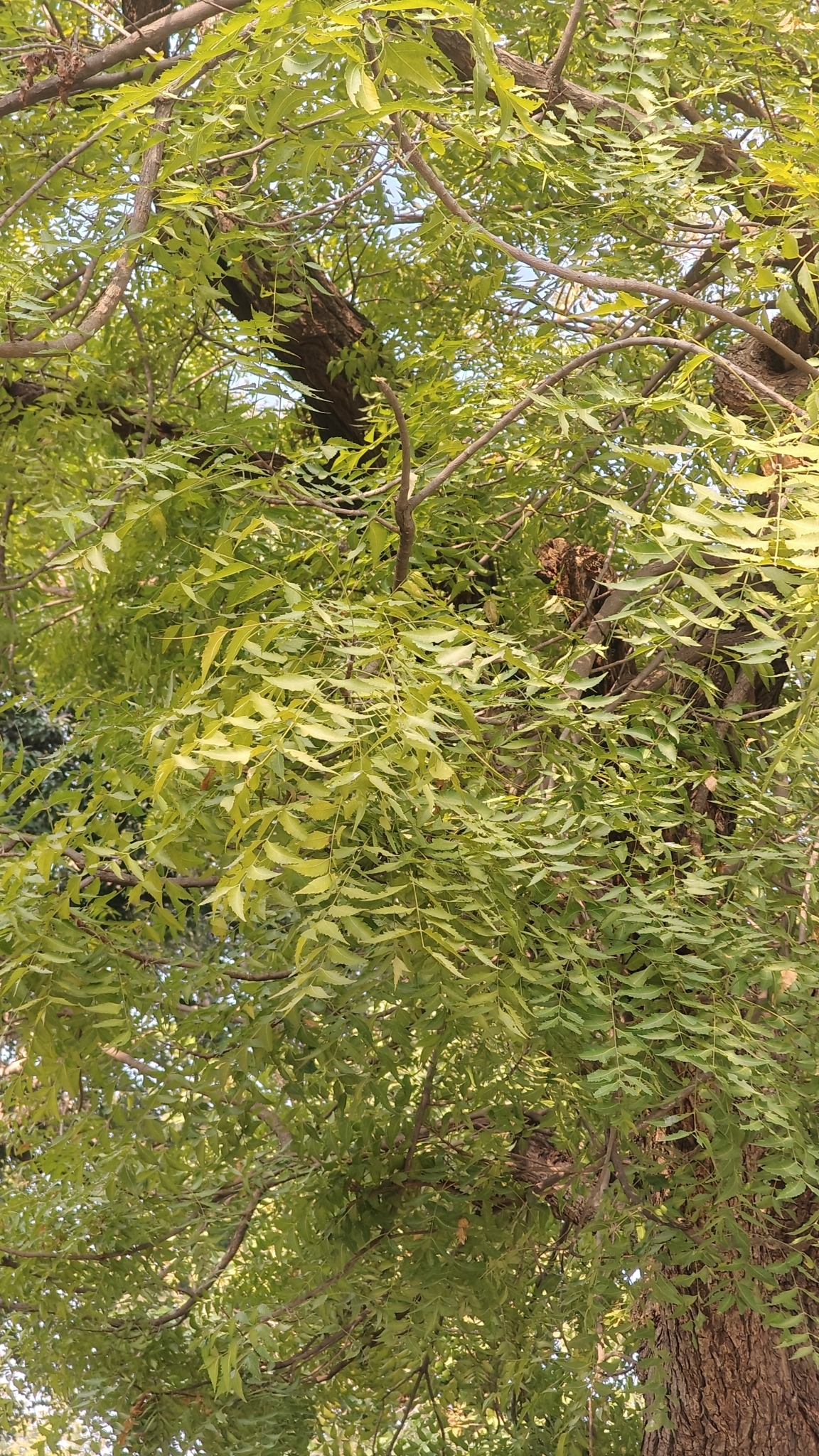 Imagem de Neem