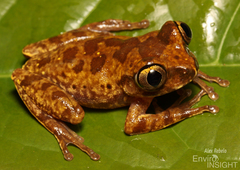 Forest Treefrog photo 3