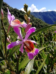 Sobralia dichotoma