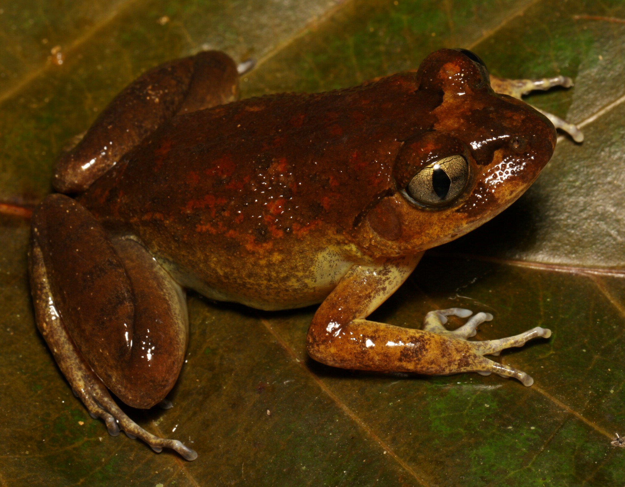 Astylosternus occidentalis Parker, 1931