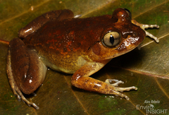 Western Night Frog photo 2
