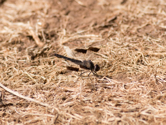 Brachythemis impartita