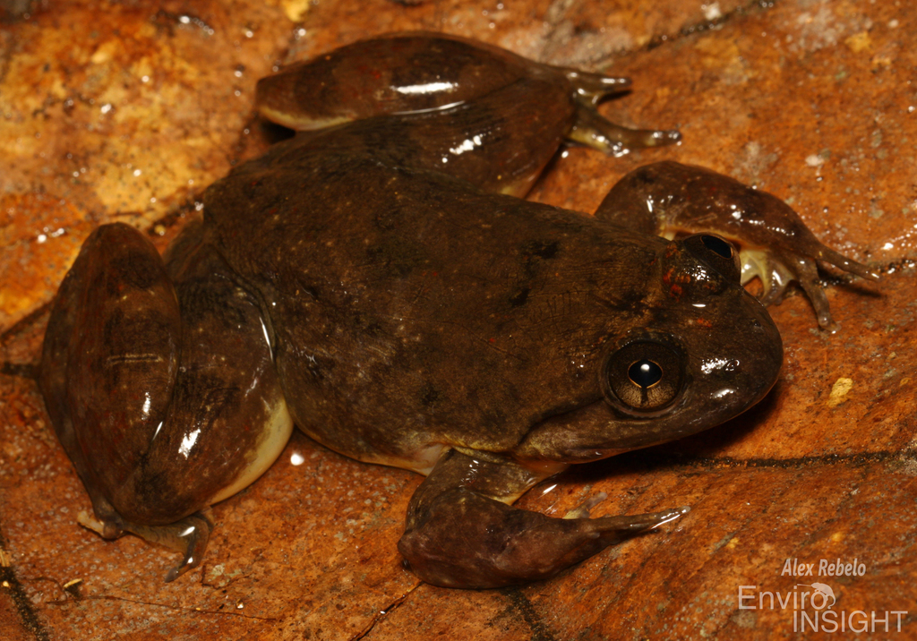 Allen's Slippery Frog