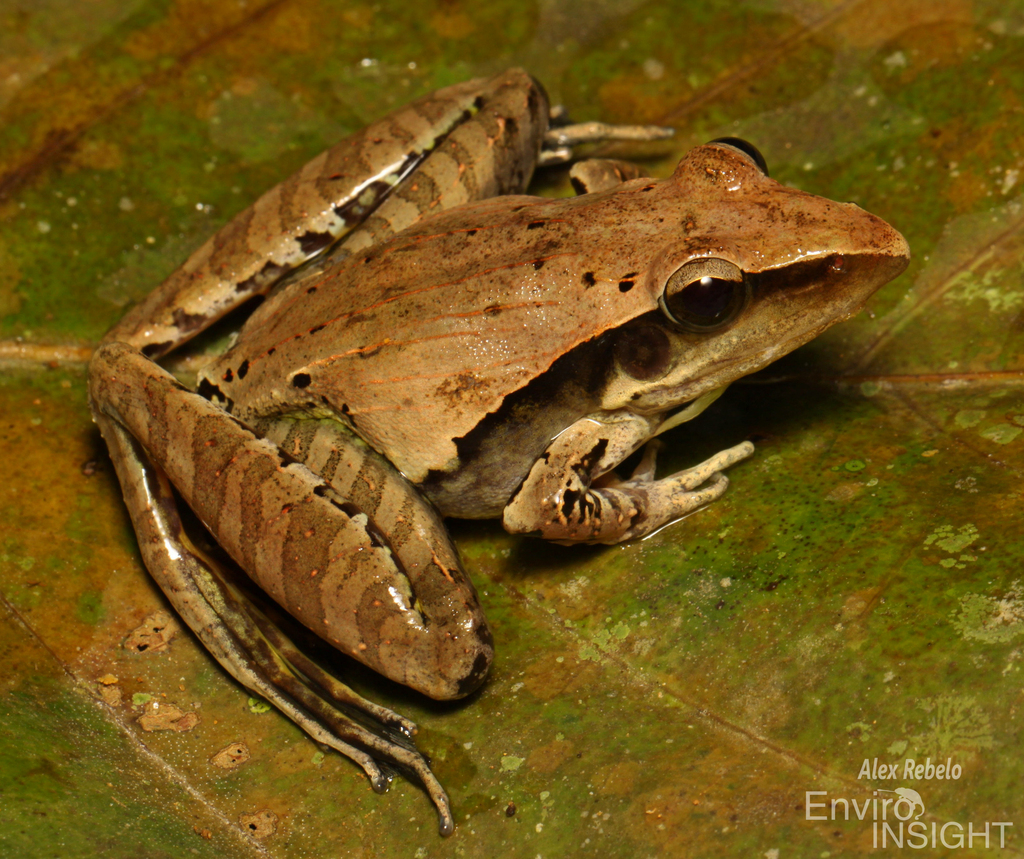 Snouted Grassland Frog