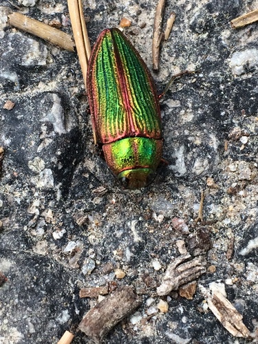 Complex Jewel Beetle