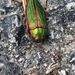 Buprestis intricata - Photo (c) sklange, some rights reserved (CC BY-NC)