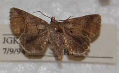 Paectes pygmaea