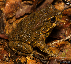 Hallowell's Toad photo 4