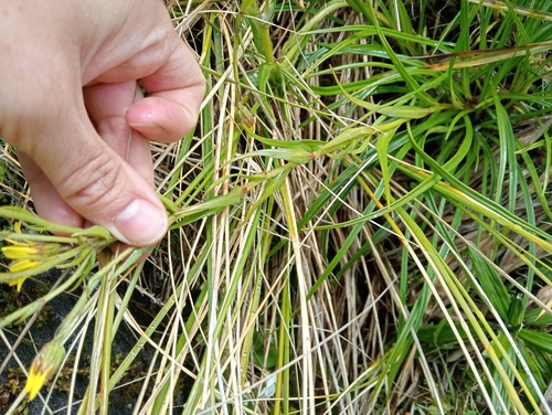 Image of Dolichoglottis lyallii by (c) mjggines, some rights reserved (CC BY)