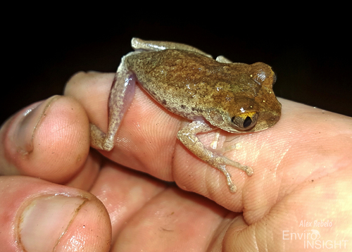 Ghostly Tree Frog