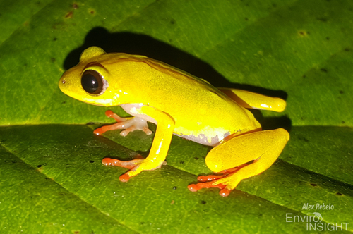 Lime Reed Frog