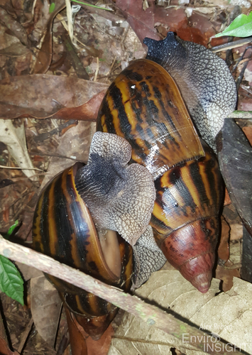 Giant Tiger Land Snail