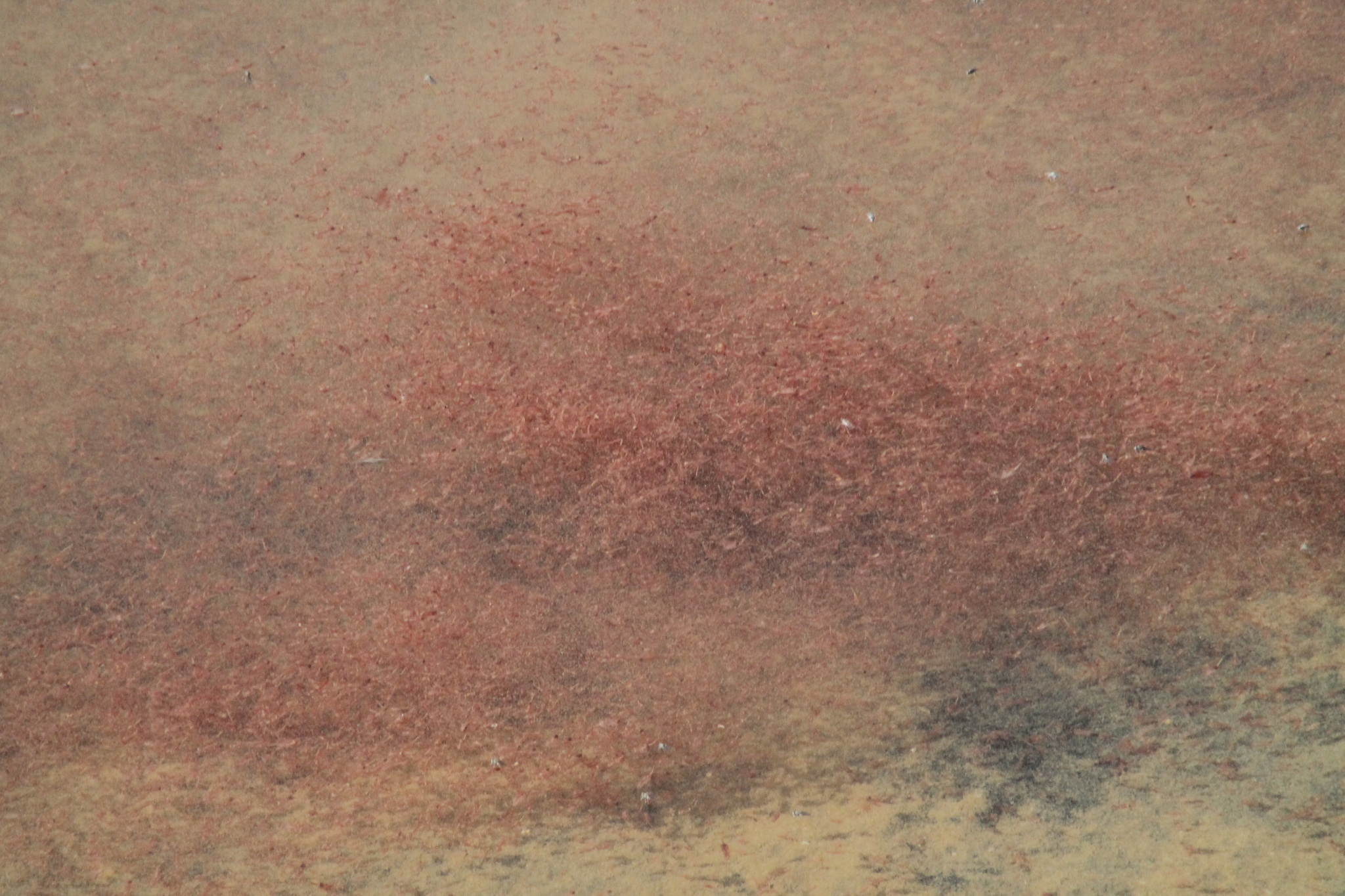 Artemia salina (Linnaeus, 1758)