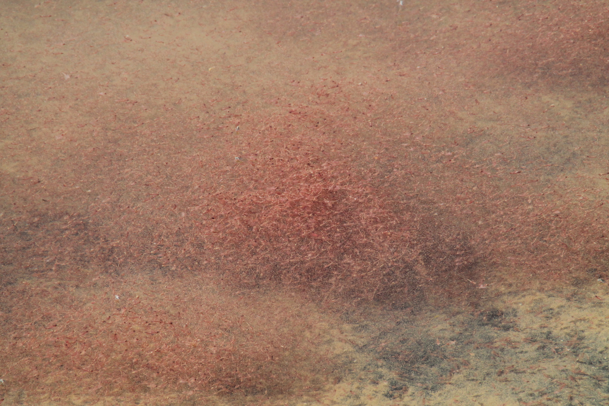 Artemia salina (Linnaeus, 1758)