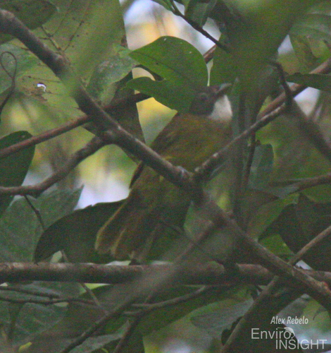 Red-tailed Greenbul